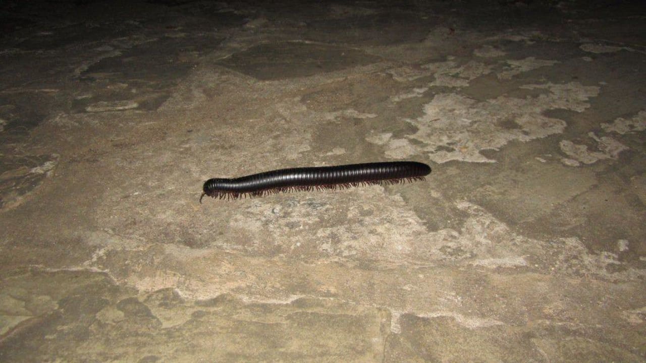 Tausendfüßler Baobab Holiday Resort