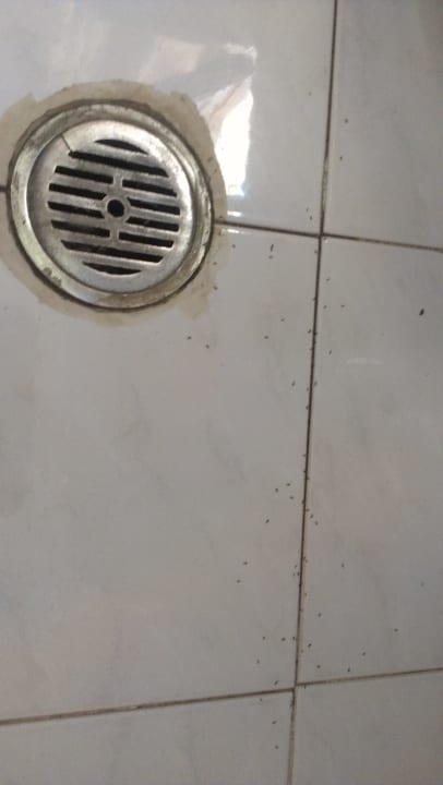 Bad Ameisen aus dem Abfluss Sentido Kyknos Beach Adults Only 16+