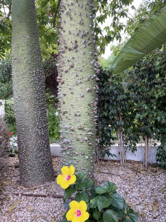 Gartenanlage Prinsotel La Pineda