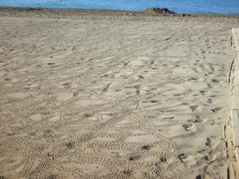 Schildkrötenspuren Sherwood Dreams Resort