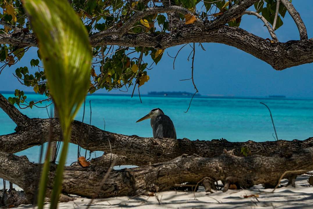 Strand Summer Island Maldives