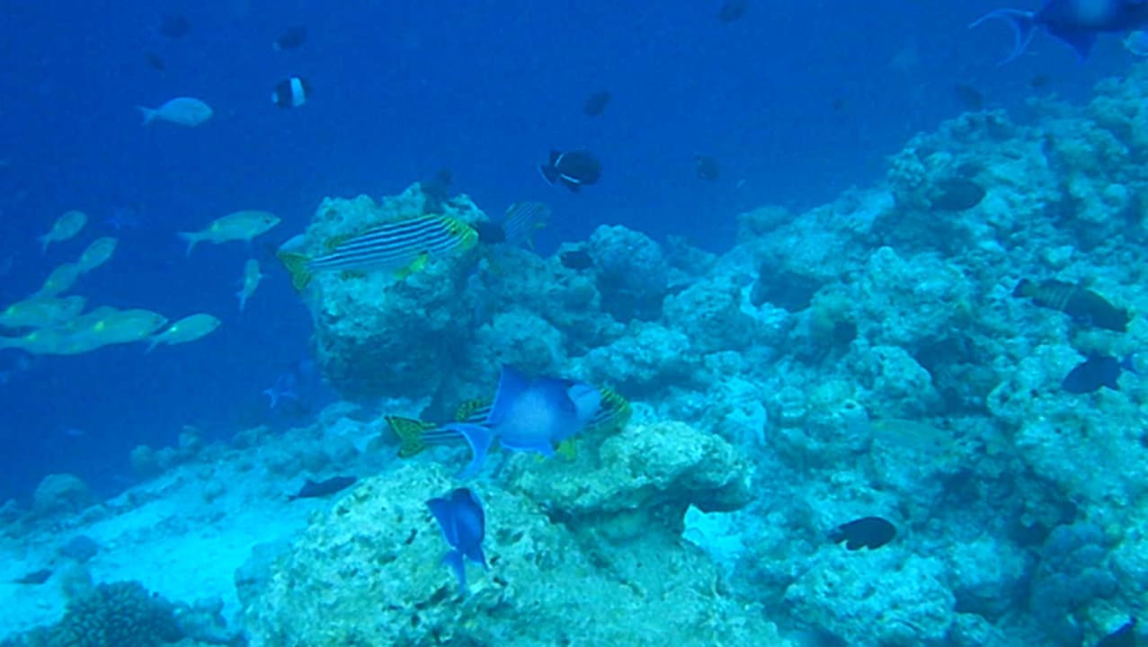 Süßlippen NH Collection Maldives Reethi Resort