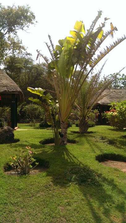 Gartenanlage Royal Horizons Baobab