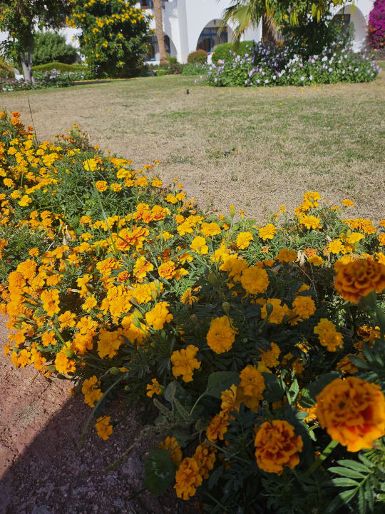 Gartenanlage Three Corners Equinox Beach Resort