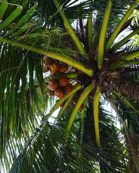 Gartenanlage Adaaran Select Hudhuran Fushi - Premium All Inclusive