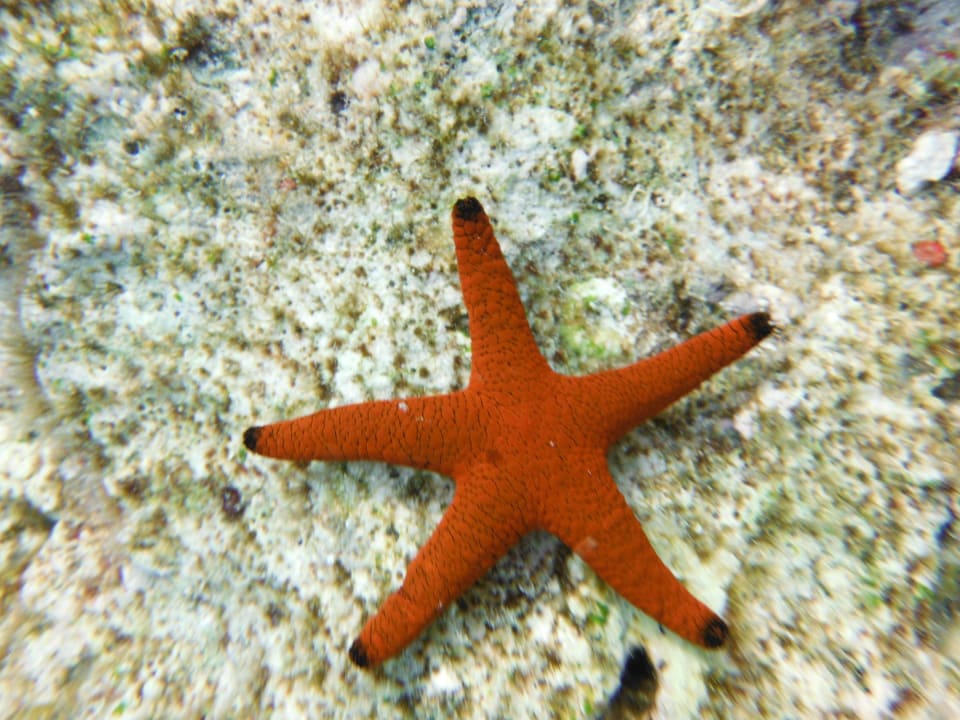 Klein - aber fein Diamonds Thudufushi