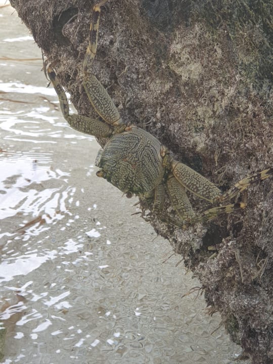 Strand Meeru Maldives Resort Island