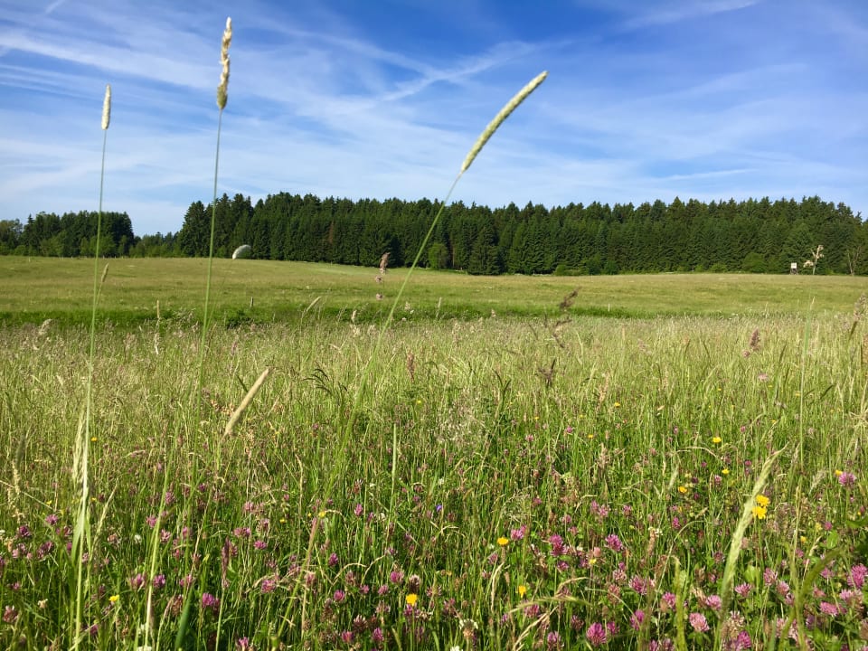 Sonstiges waldhotel AUSZEIT