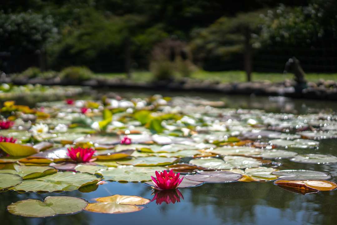 Gartenanlage Hotel Garni Zur Alten Post