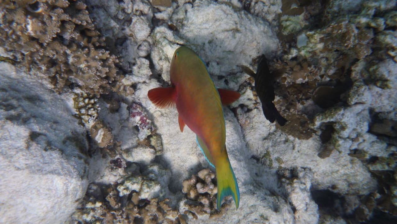 Bunter Fisch Kuramathi Maldives