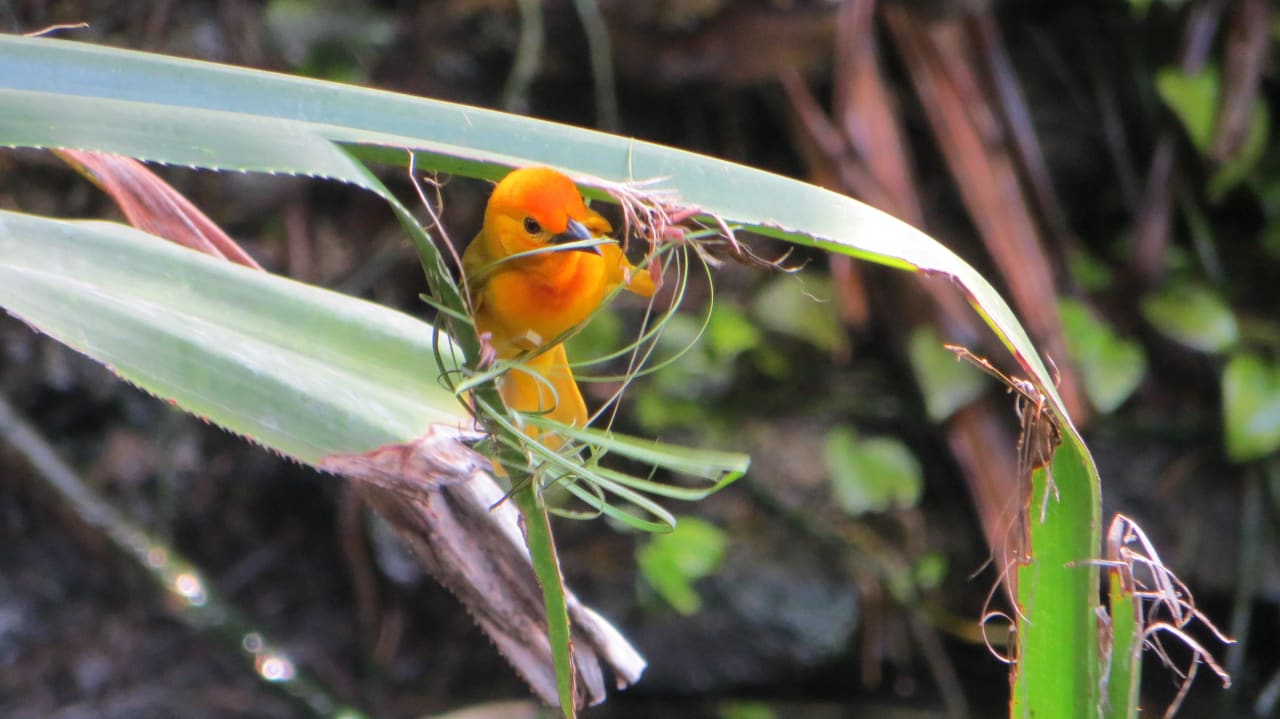 Kleine Webervögel an der Lobby und am Restaurant  Hotel Southern Palms Beach Resort