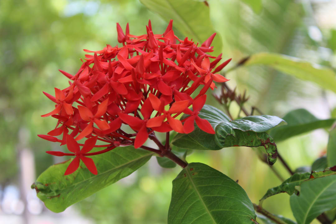 Gartenanlage Adaaran Select Hudhuran Fushi - Premium All Inclusive