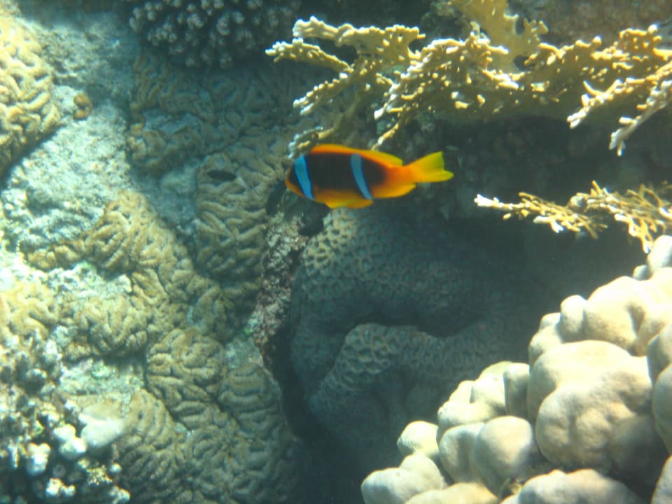 Riff Malikia Resort Abu Dabbab