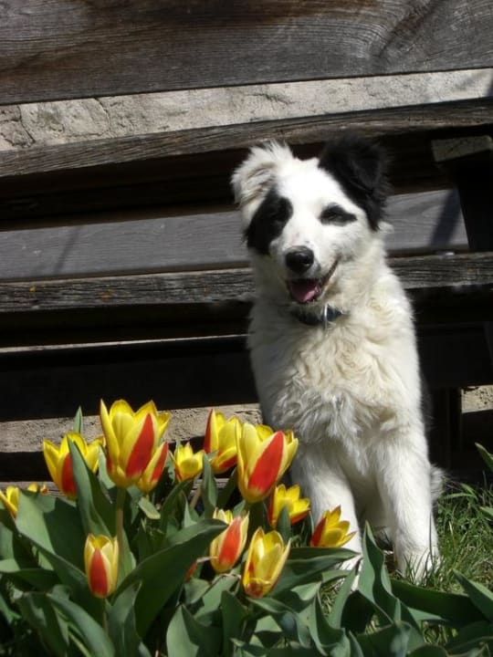 Hofhund Mira Rielinger Hof