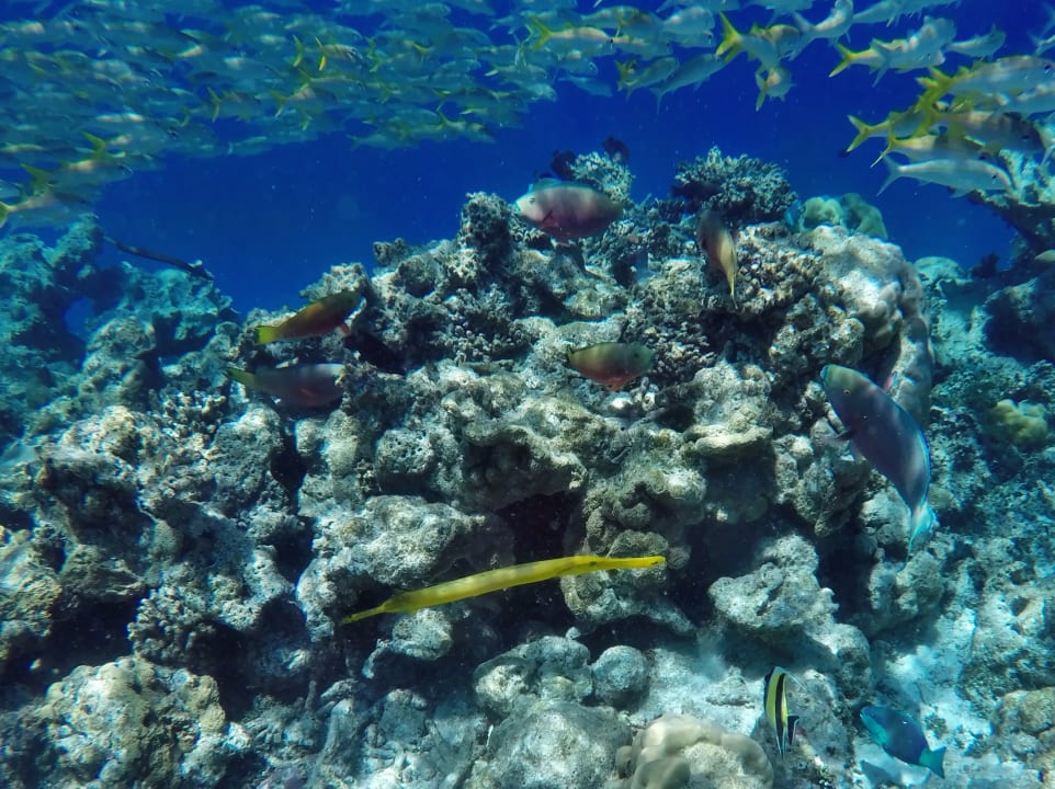 Meerbarben, Trompetenfisch,  Halfterfisch NH Collection Maldives Havodda Resort