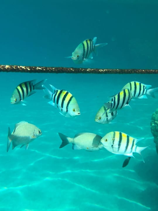 Strand Premier Le Reve Hotel & Spa