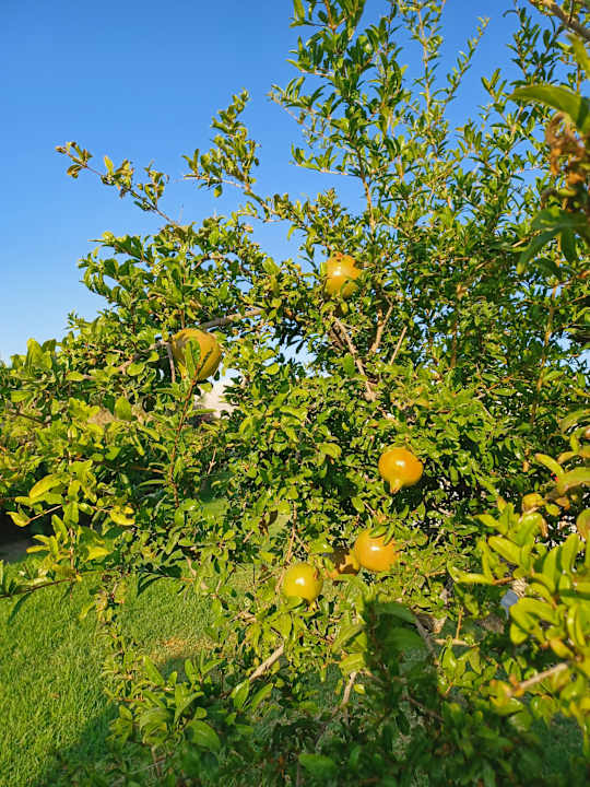 Gartenanlage Myrina Beach Hotel