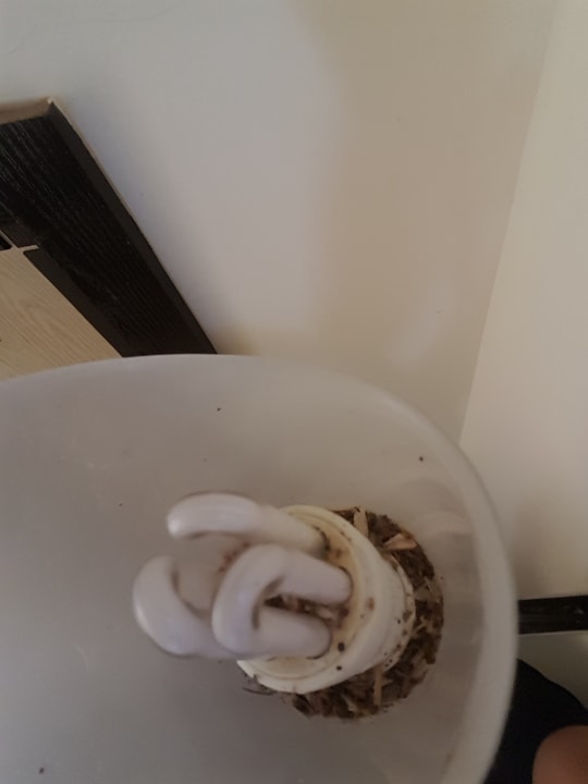 Sonstiges Hotel Orfeus Park