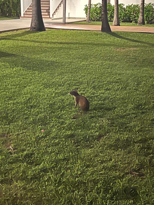 Gartenanlage Hotel Riu Playacar