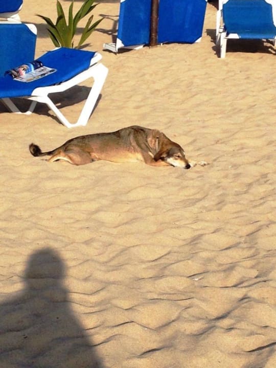 Hund am Strand Hotel Riu Funana
