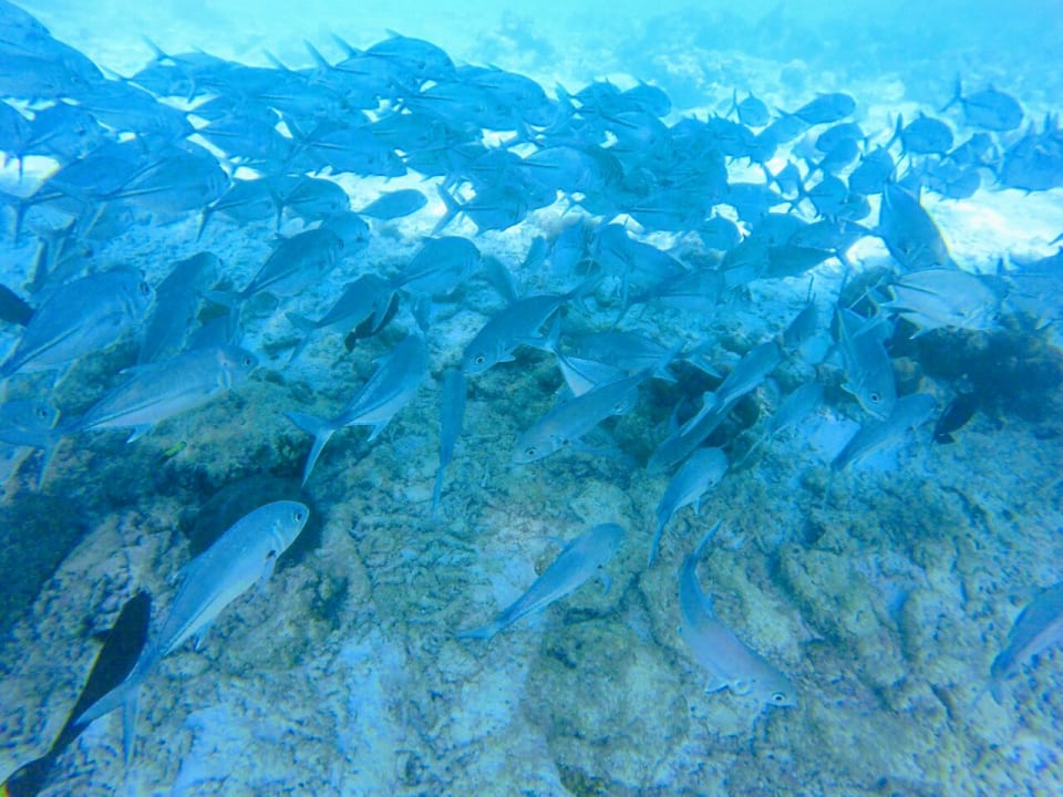 Sport & Freizeit Adaaran Select Meedhupparu Island Resort - Premium All Inclusive