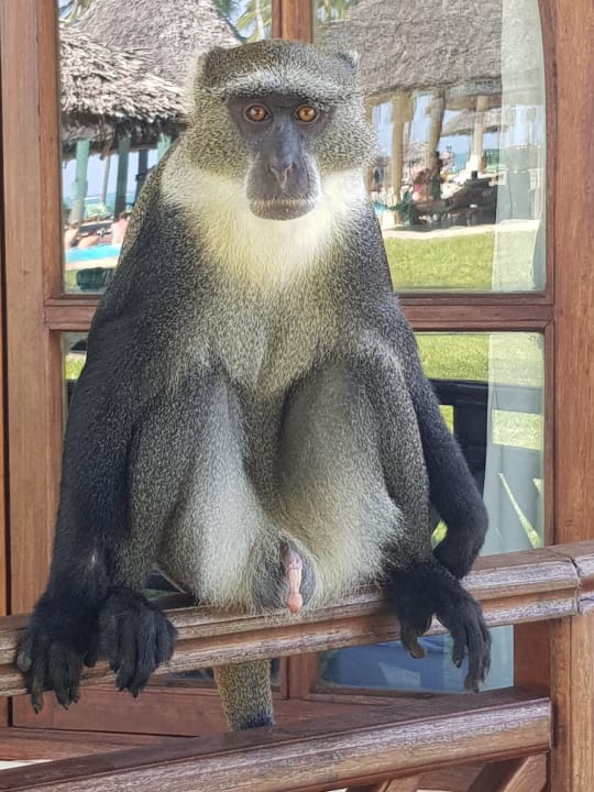 Hey ich bin der Boss hier im Hotel Neptune Paradise Beach Resort & Spa