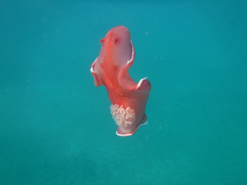 Sport & Freizeit Three Corners Equinox Beach Resort