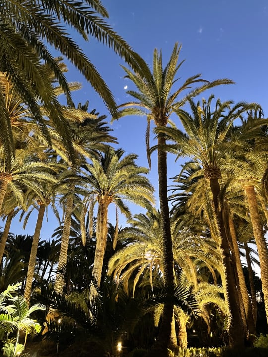 Gartenanlage Hotel Riu Palace Oasis