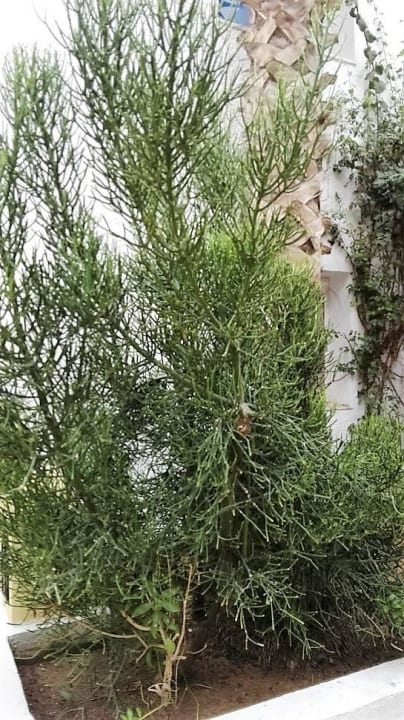 Im Hof Hotel Nesrine