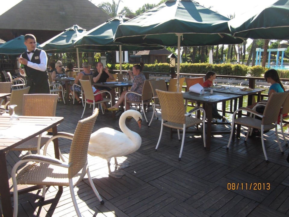 Besuch im Außenrestaurant IC Hotels Green Palace