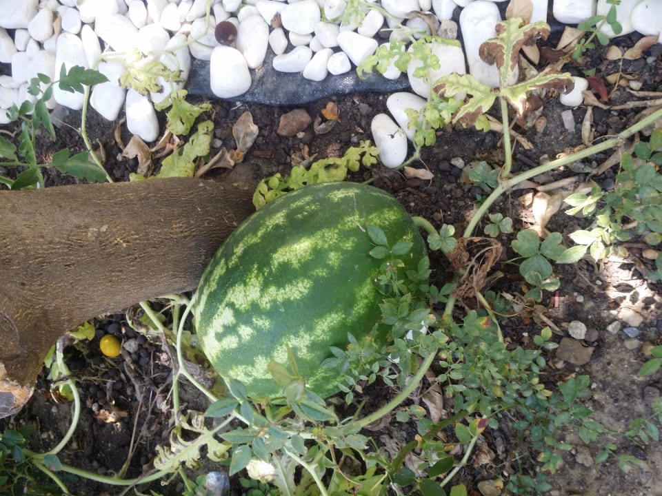 Melone im Garten Bella Resort & Spa