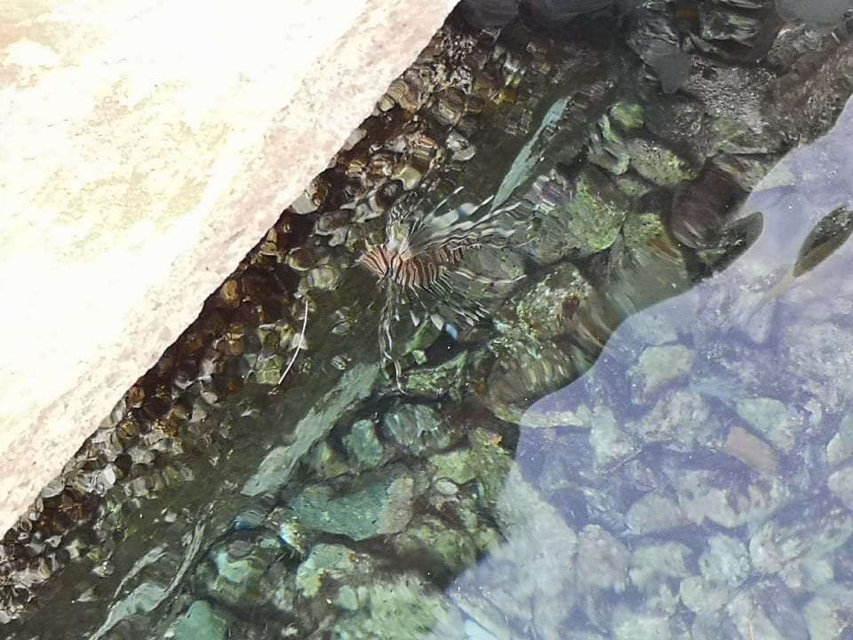 Sonstiges Pickalbatros Citadel Resort