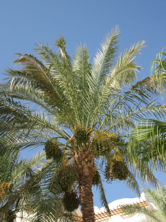 Gartenanlage Royal Lagoons Resort & Aqua Park