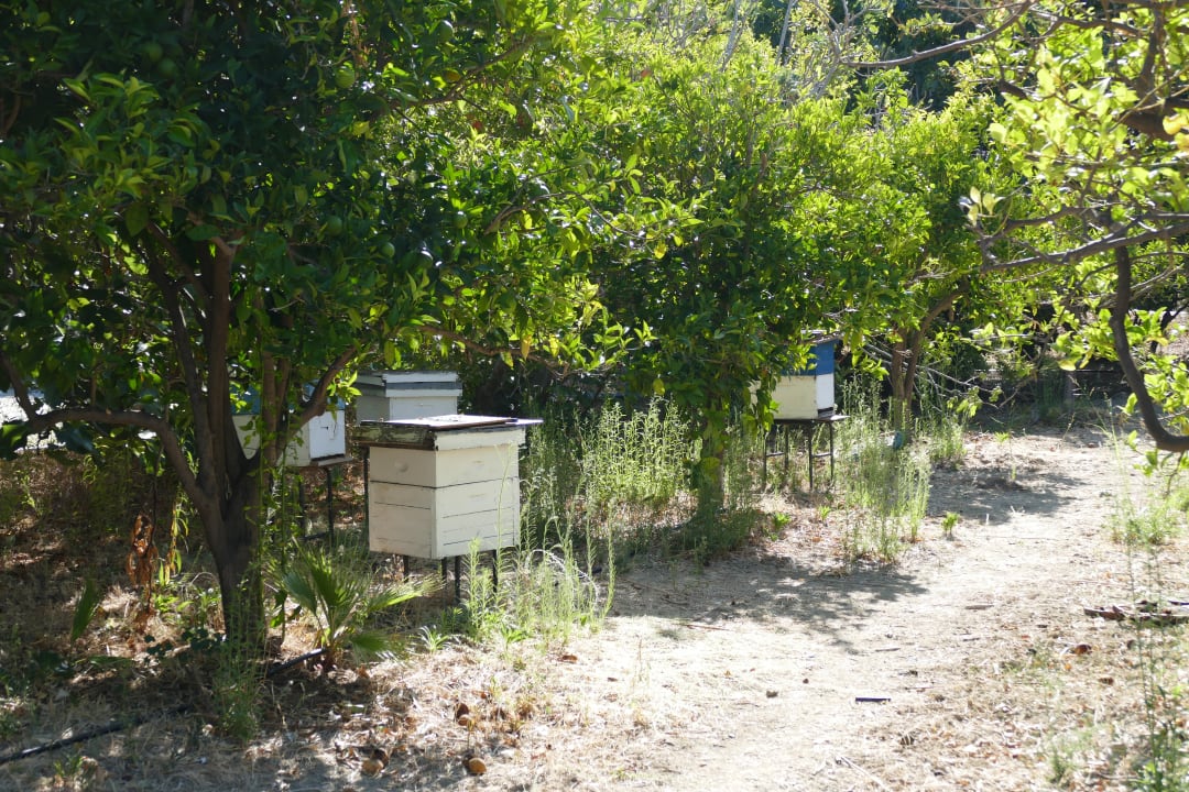 Gartenanlage Hotel Natura Beach