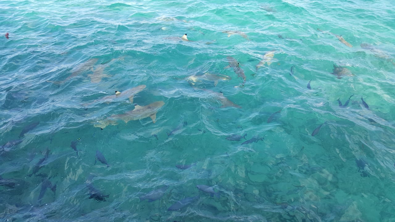 Sport & Freizeit Summer Island Maldives