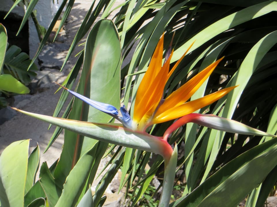 Pflanzen Finca Primavera