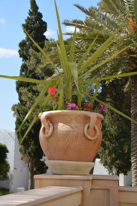 Überall schöne Blumen Steigenberger Marhaba Thalasso Hammamet