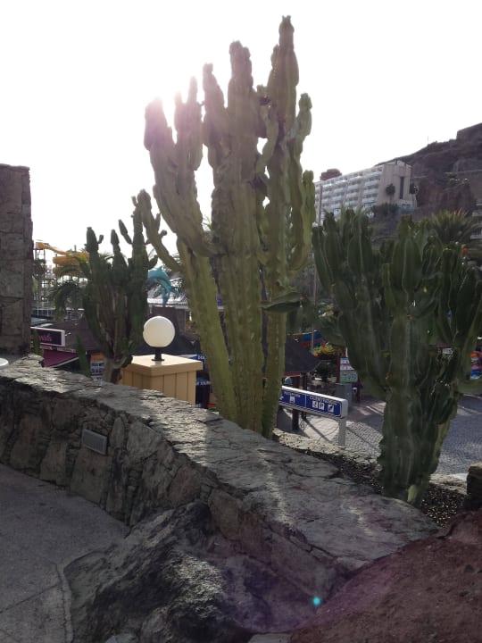 Noch mehr Kakteen Hotel LIVVO Lago Taurito