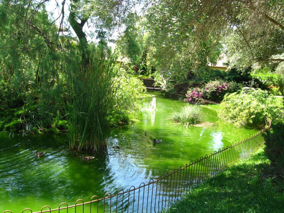 Teich auf  Anlage PortBlue Club Pollentia Resort & Spa
