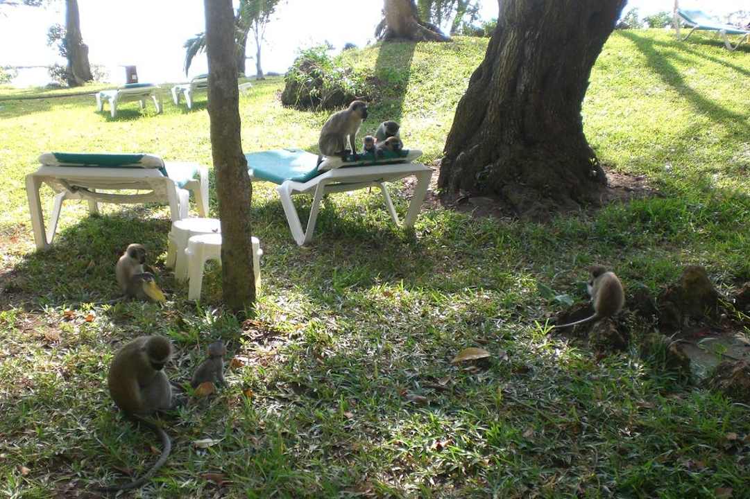 Affenkindergarten Baobab Beach Resort & Spa