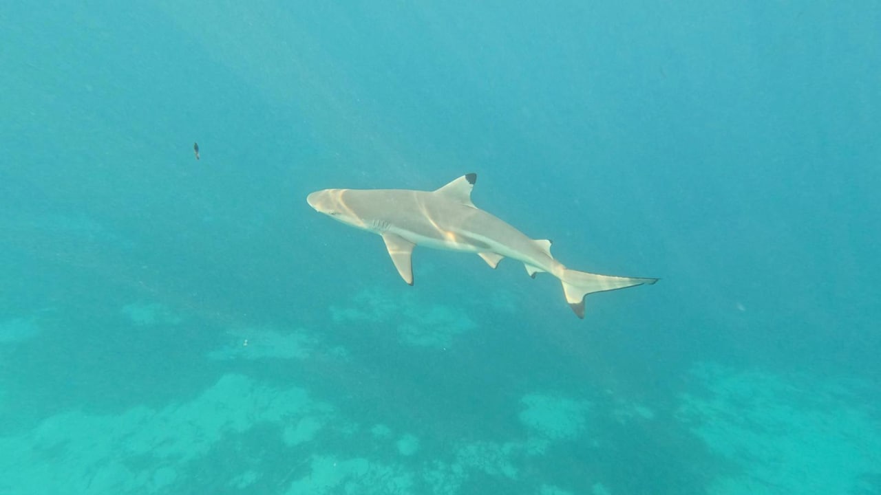 Sonstiges Cinnamon Hakuraa Huraa Maldives