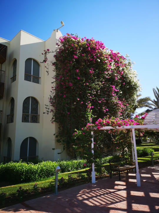 Gartenanlage Desert Rose