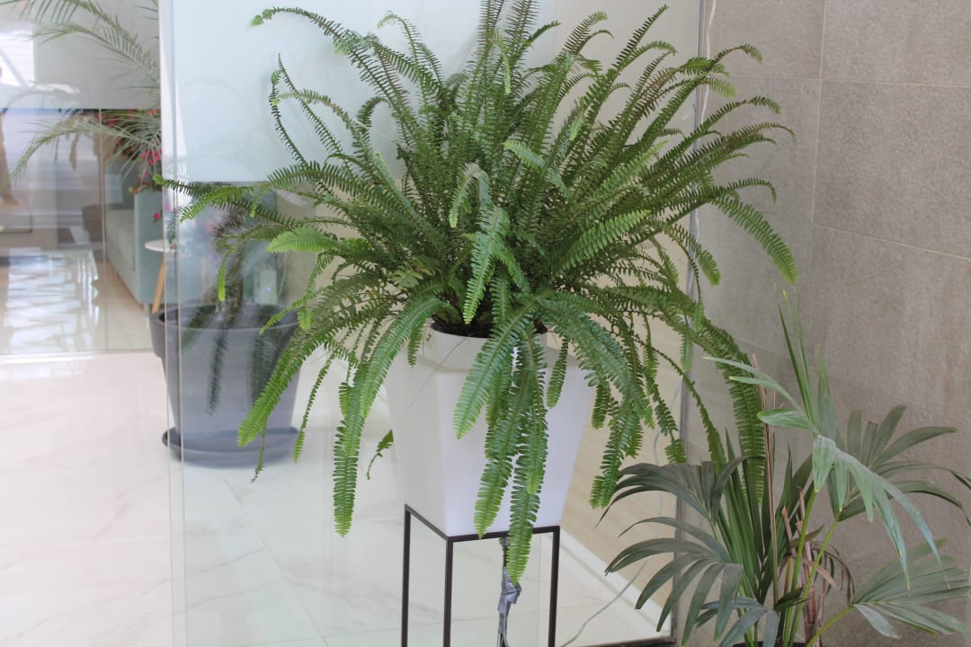 Aparthotel Paguera Beach Hotel Aparthotel Paguera Beach