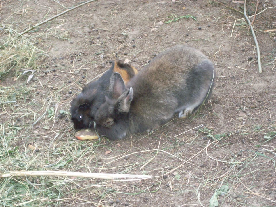 Kleintier Zoo Ferienpark Retgendorf