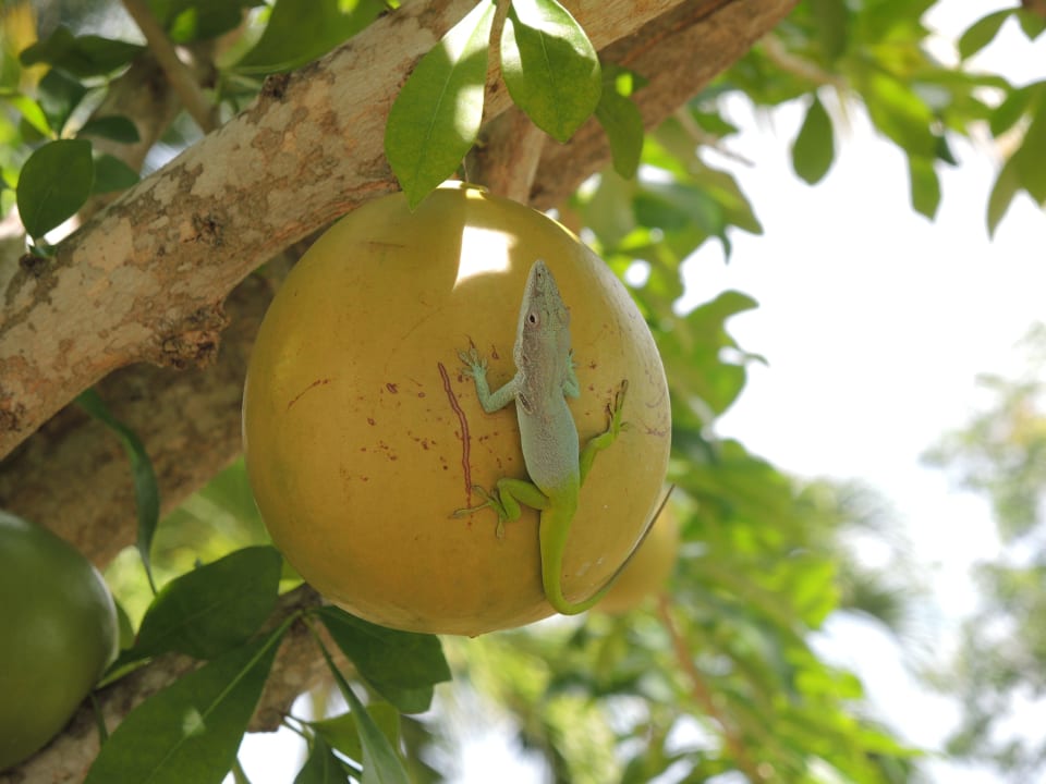 Leguan am Citrusfruchtbaum Sol Rio De Luna y Mares