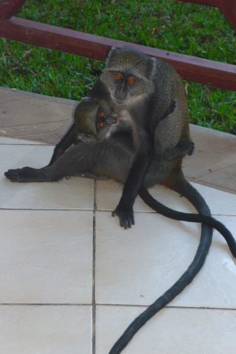 Meerkatzenmama zu Besuch  Neptune Village Beach Resort & Spa