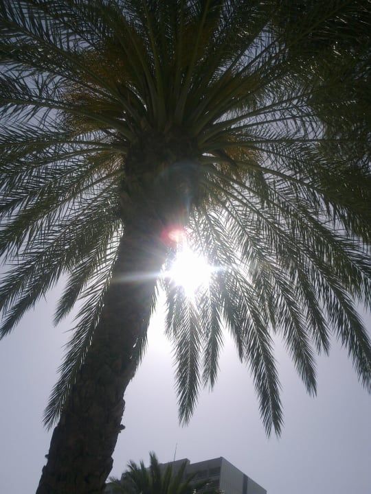 Palma przy basenie Rodos Palace Hotel
