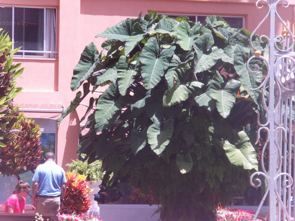 Blumenpracht H10 Tenerife Playa