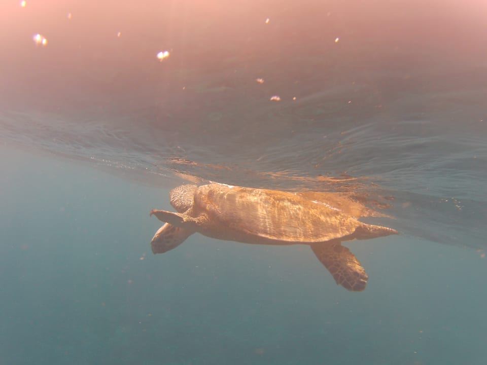 Strand Hotel Sheraton Soma Bay Resort