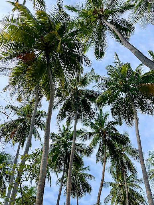 Gartenanlage ROBINSON MALDIVES
